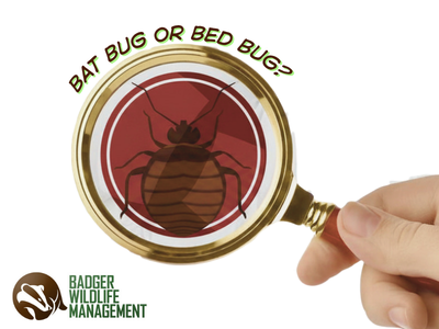 Bat Bugs vs. Bed Bugs Attic Parasites in Elk River