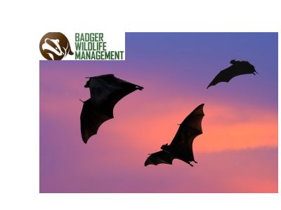 Bat Removal from Home Elk River MN