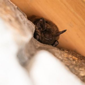Bat Removal & Repair Cambridge MN