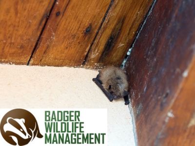 Bat Removal Services St Cloud MN