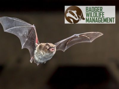 Benefits of Bats in your MN Backyard