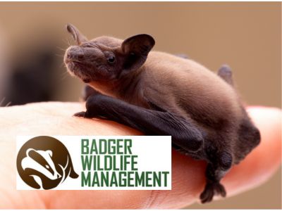 Finding Bats in June? What You Need to Know About Minnesota's Bat Maternity Season