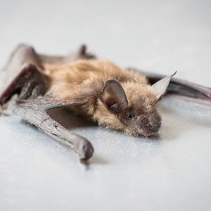 Humane Bat Removal Services Princeton MN