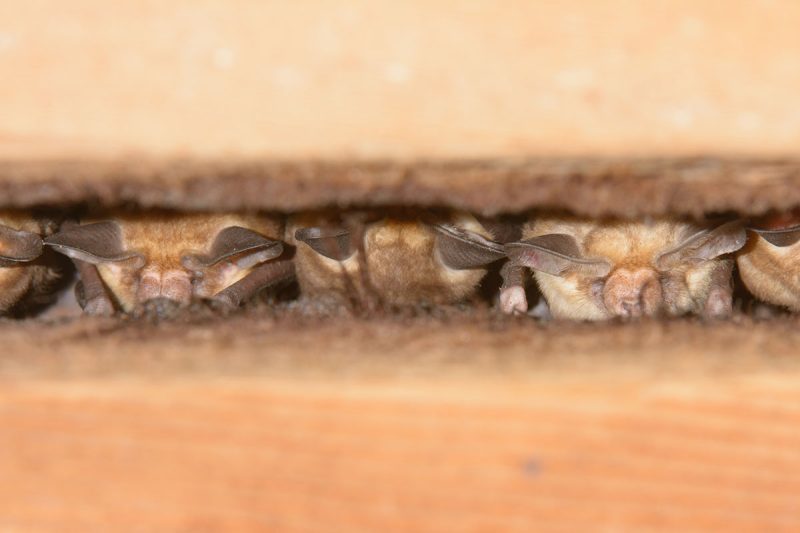 Professional Home Bat Inspection & Removal in Princeton MN 