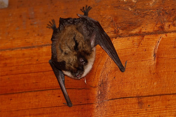 Signs of Bats in Attic