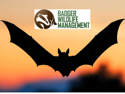 Zimmerman Mn Bat Removal Services